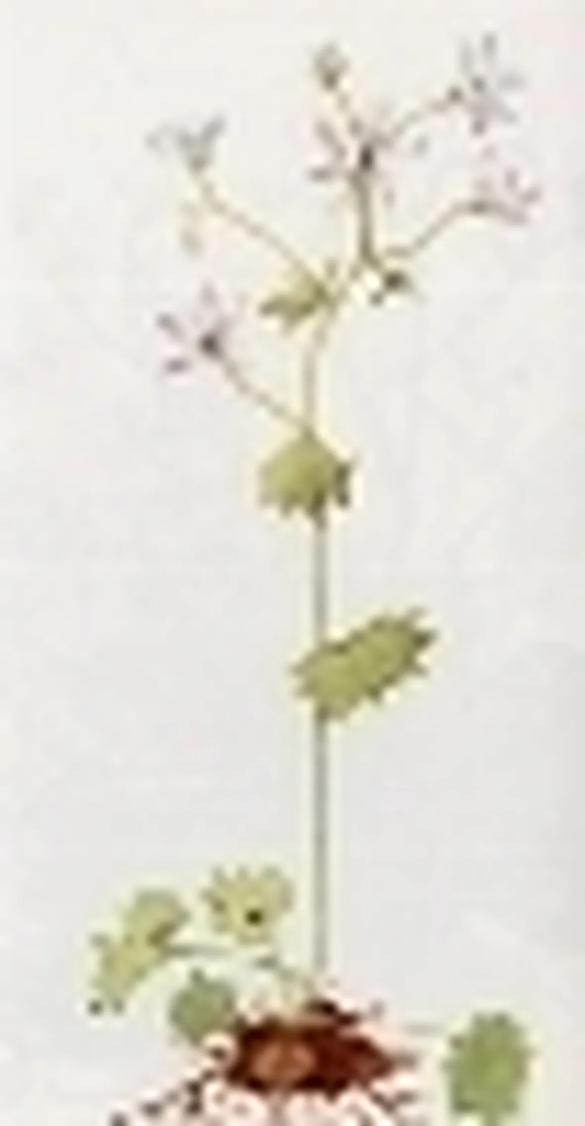 saxifraga rotundifolia