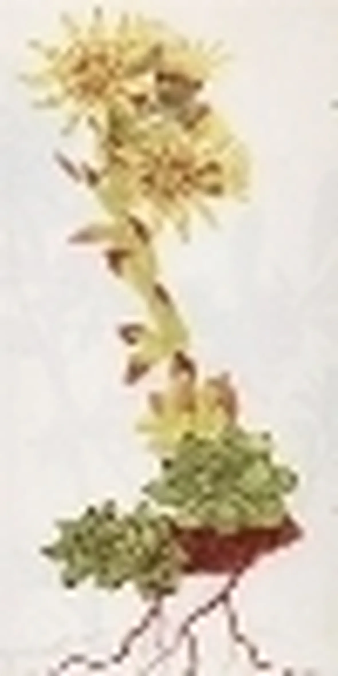 sempervivum wulfenii