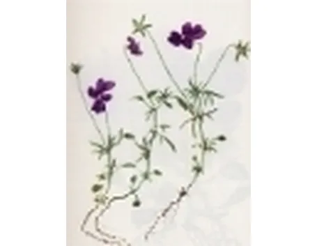 viola dubyana